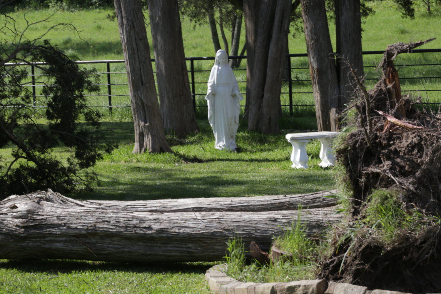 In west Mineola a cedar tree was felled by the winds, but the Virgin Mary maintained her Easter vigil.